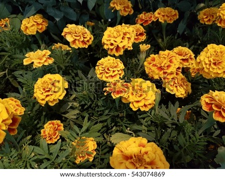 Marigolds, calendula flowers and cauliflower