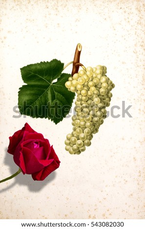 white grape, drawing bunch of white grapes color,white backgrounds with rose, photo front,