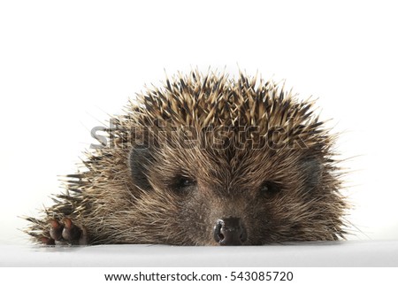 eye and muzzle hedgehog largely  
