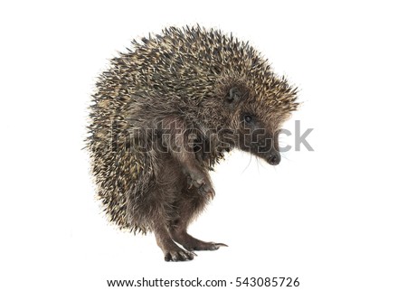hedgehog isolated on a white background