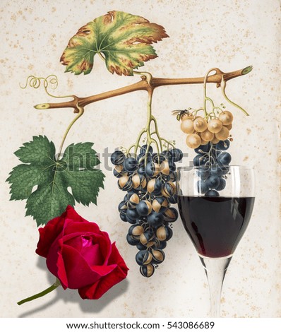 large gourmet, glasses of red  wine background grape cluster decorated ,on background decorated with drawing free hand with rose, front view     