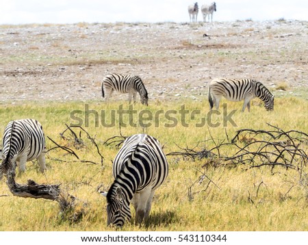 zebras savanna
