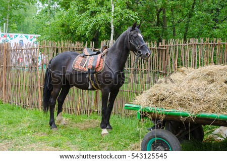 Racehorse. The black horse stands at the wicker fence. Before him is a cart with hay. Royalty-Free Stock Photo #543125545