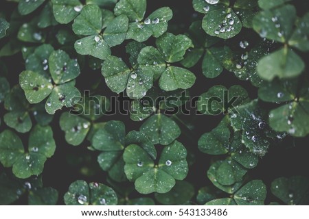 Closeup of Leaf clovers with Ice drops in the Cool Morning Day in Vintage style
