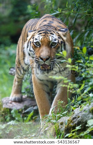 Frontal view of a siberian tiger or Amur tiger, Panthera tigris altaica, looking at the camera.