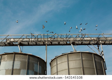 Flock of Pigeons flying over the silo. Metal silos, very blue sky.
