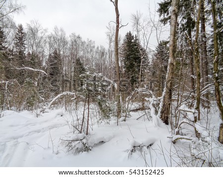 Cold frozen snowy forest of the northern part of the Earth
