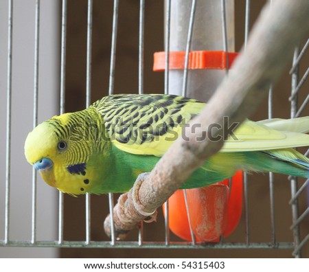 A green wavy parrot sits in a cage Royalty-Free Stock Photo #54315403