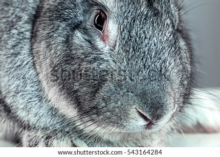 European rabbit or common rabbit, 2 months old, Oryctolagus cuniculus against gray background