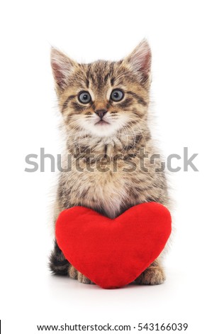 Kitten with toy heart isolated on a white background.