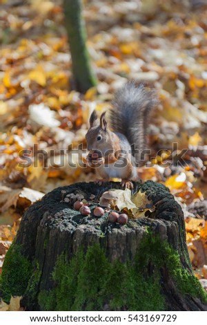 Squirrel with nut in autumn (preparing inventories)