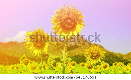 Sunflowers blooming in farm with blue sky and mountain backdrop, Unseen Thailand flowers.