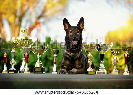 trophies, awards, victory, achievements. The dog is lying among the shiny cups Royalty-Free Stock Photo #543185284