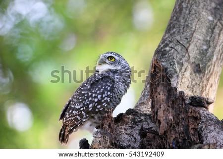 Beautiful spotted owlet (Athene brama)