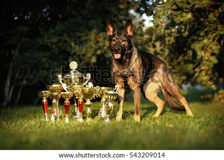 dog shepherd rests among the glittering awards cups. Victory, success, achievements, awards Royalty-Free Stock Photo #543209014