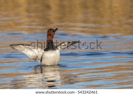 A common pochard is swimming on a pond