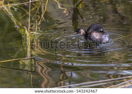A dabchick on a pond is searching for fodder