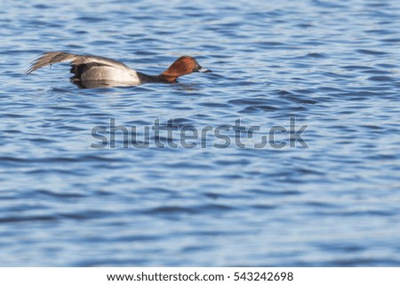 A common pochard is swimming on a pond