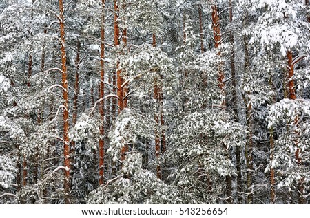 Beautiful winter landscape. Wonderful photo of pine trees covered with snow after the snowfall. Awesome fairy tale beauty. Winter forest. Stunning picturesque image.