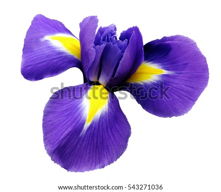 iris  flower. white isolated background with clipping path.  Closeup  no shadows. Nature. Royalty-Free Stock Photo #543271036