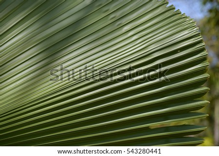 palm leaf licuala grands hot weather in Thailand
