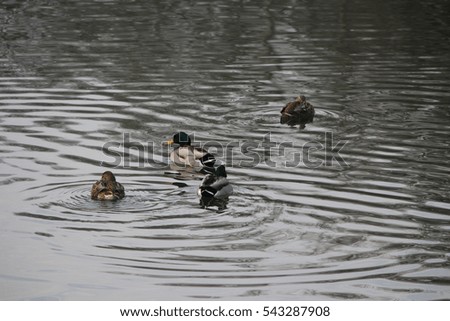 little flock of wild ducks on the lake