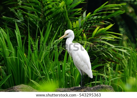 white bird with green grass background