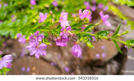  flower in spring, Beautiful Flower in natural background, soft focus; Blur; Close-up.