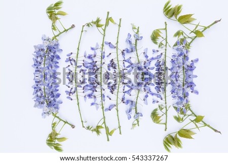 Aerial view of blooming lilac wisteria flowers on white background Blue Japanese wisteria with soft and delicate little blossoms for wedding, birthday, valentine's day love concept, symmetry image