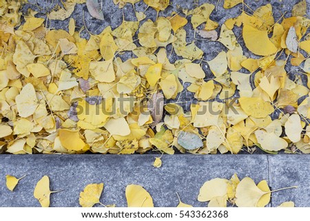 Picture from above of fallen yellow autumn leaves on the grey asphalt in warm colours. Sadness