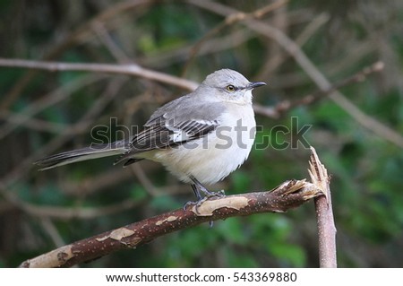 Cute Northern Mockingbird, 