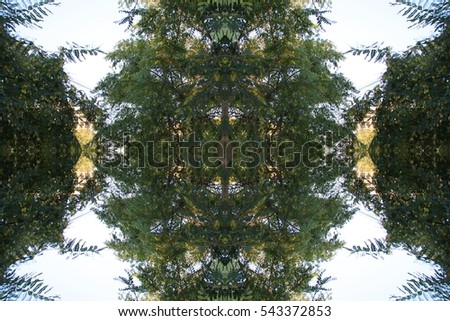 Abstract pattern of trees overhead view. Flat lay of leaves creative bohemian mandala for social media timeline, invitation greeting card, vintage wedding blog. Image with symmetry filter effect