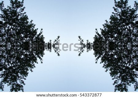 Abstract pattern of trees overhead view. Flat lay of leaves creative bohemian mandala for social media timeline, invitation greeting card, vintage wedding blog. Image with symmetry filter effect