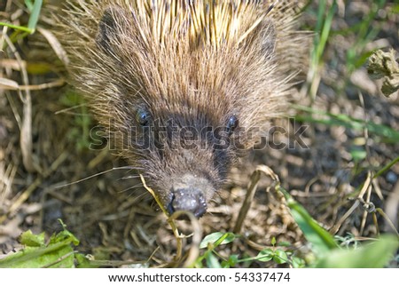 Close up picture of a cute hedgehog in the grass