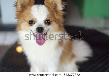 close up cute white and brown cross-breed chihuahua and pomeranian dog sitting on table