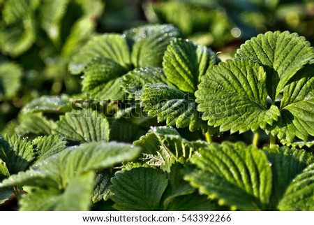 Best picture - green leaves of strawberry! Summer macro photo