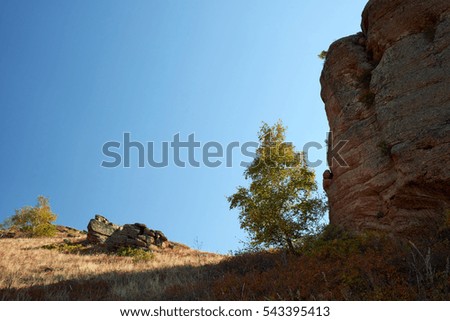 Lone tree next to a rock against the blue sky. Karaganda region. Kazakhstan.