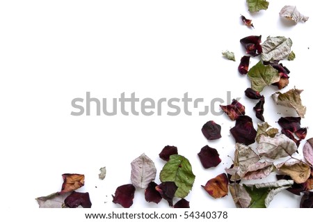 Dry petals of red rose isolated on white background