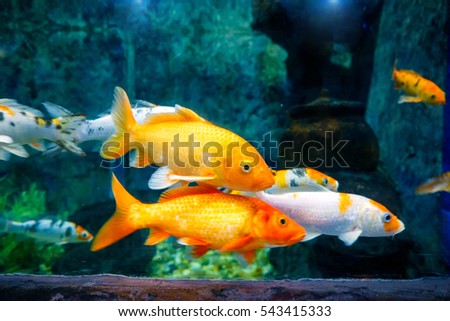 tropical fish Underwater.Koi fish  underwater Royalty-Free Stock Photo #543415333