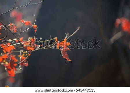Orange maple leaf on  wilted branch or twigs