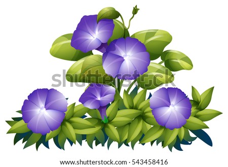 Purple morning glory in the bush illustration