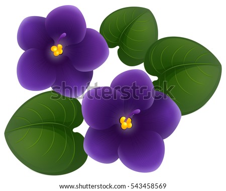 African violet flowers and green leaves illustration