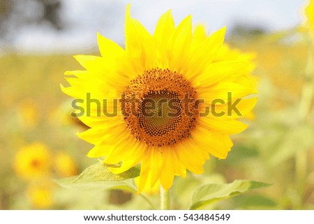 sunflower on background