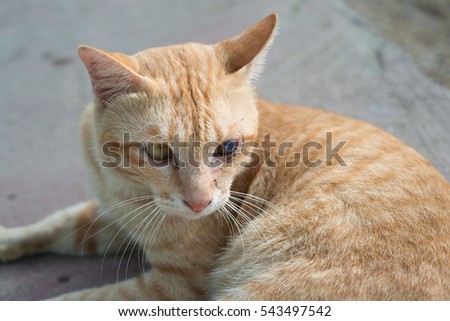 Portrait of green and blue eyed cat