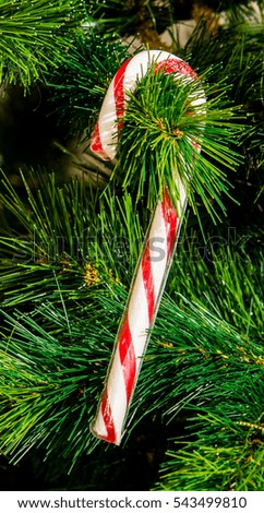 Candy Canes on the Christmas tree