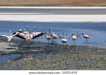 Flamingos found on the Salar de Uyuni tour in Bolivia