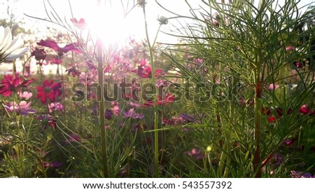 Soft Focus of flower for Giving with Worming Sunlight in park. 