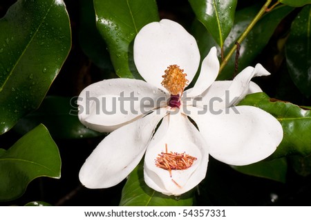 Southern Magnolia Bloom (Magnolia grandiflora L.)