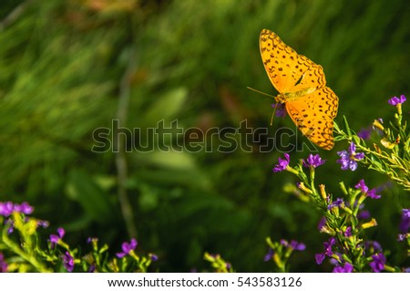 The butterfly and flower closeup 