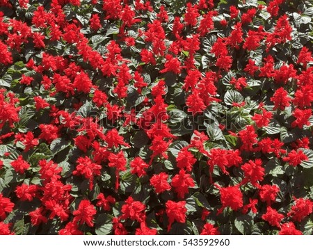 red flowers background,red flowers